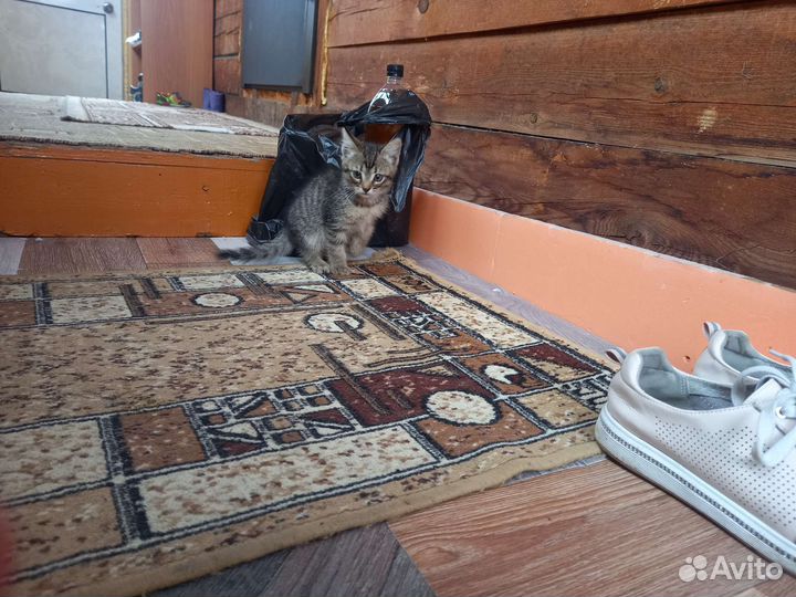 Котята в добрые руки бесплатно