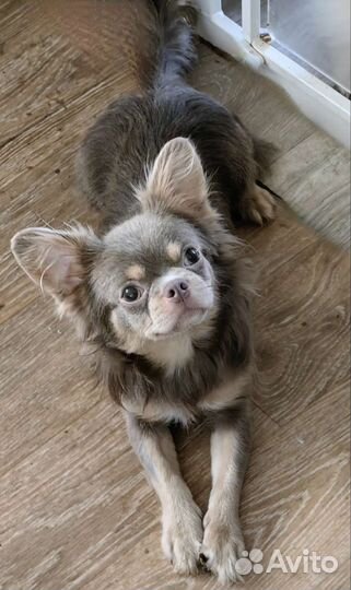 Подрощенный для ш мальчик