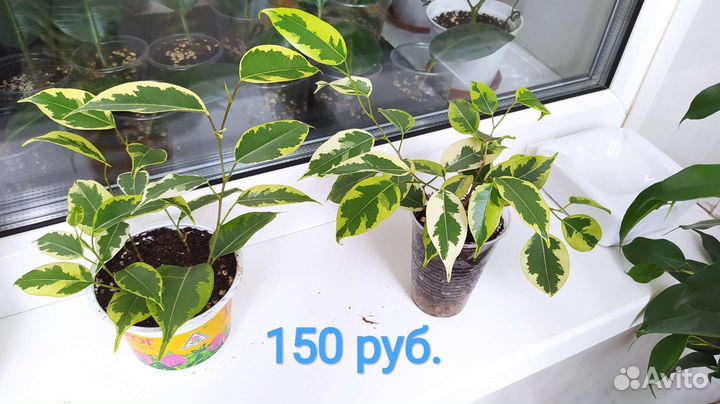 Фикус Бенджамина Голден Кинг