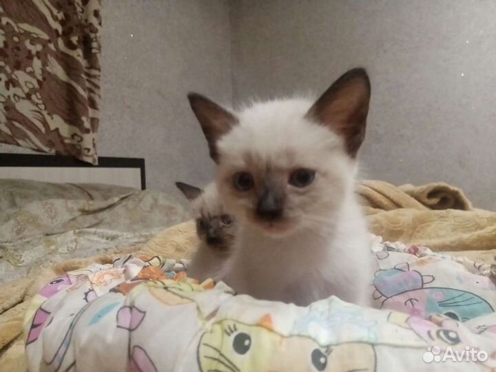 Тайские котята