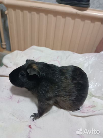 Морская свинка