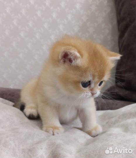 Британская золотая шиншилла ny 12