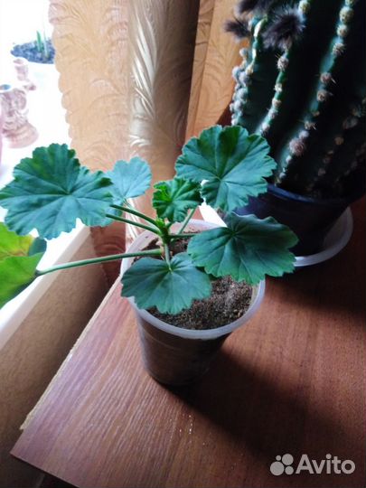 Пеларгония. герань