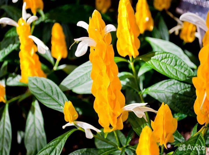 Комнатный цветок,Пахистахис''