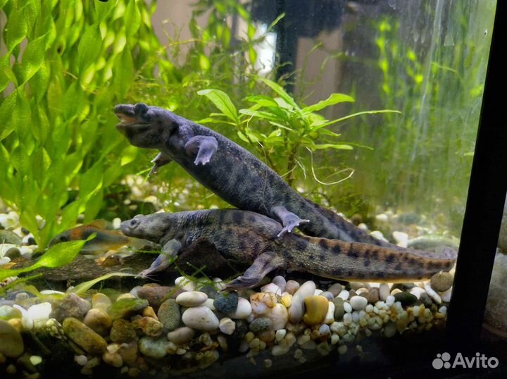 Тритоны + анубиас