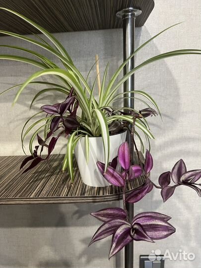 Хлорофитум