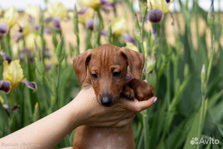 Щенки цвергпинчера
