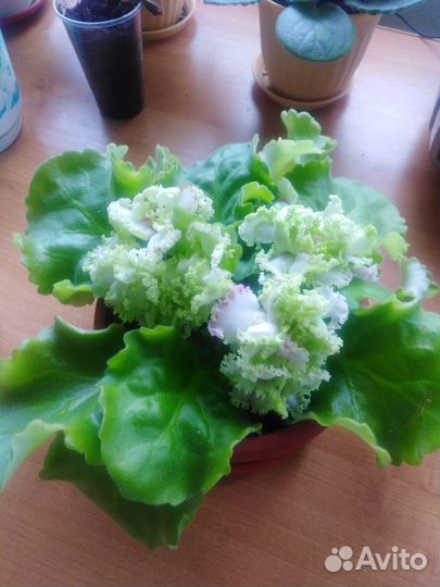 Сортовые фиалки