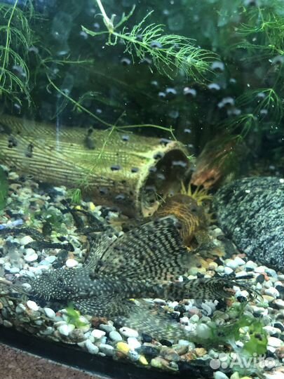 Аквариумные рыбки, аквариумы и оборудование