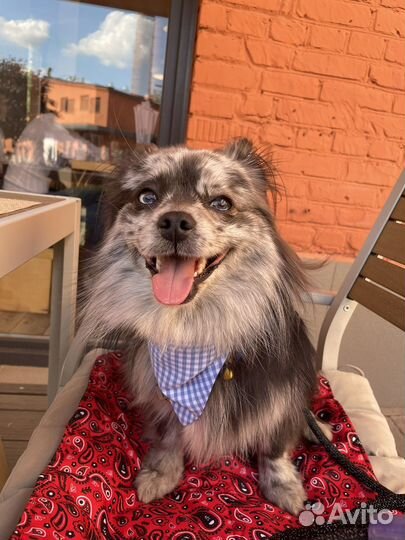 Передержка для собак, грызунов