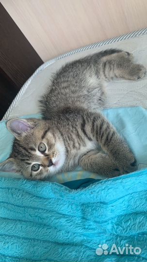 Кошка в дар