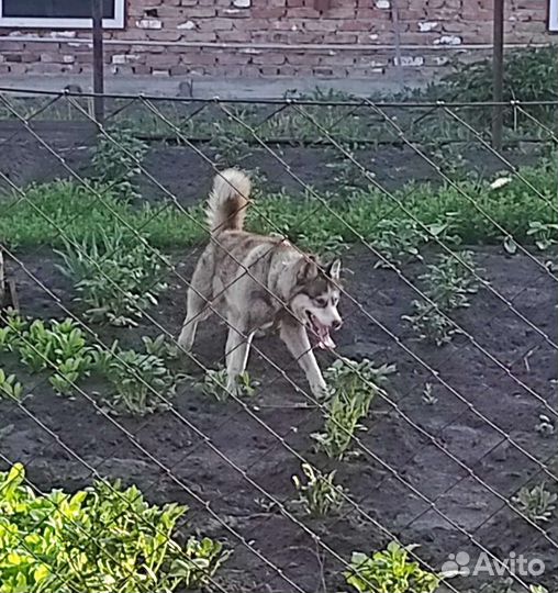 Хаски-девочка в добрые руки