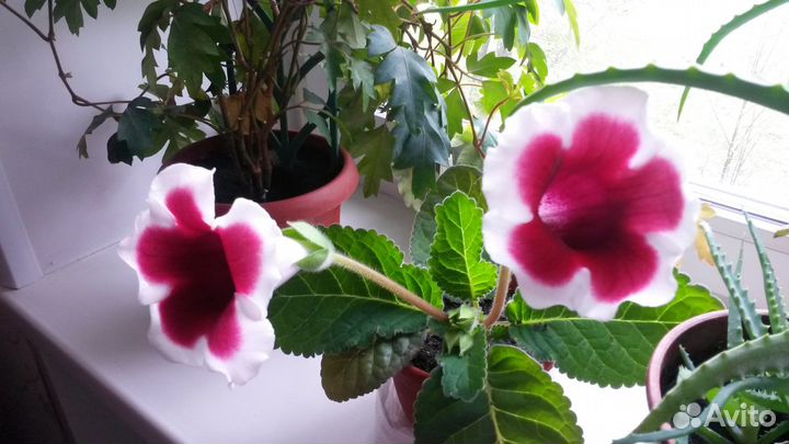 Комнатные растения цветы