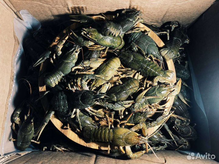 Живые раки