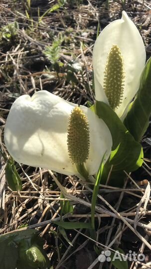 Джип тур Камчатка