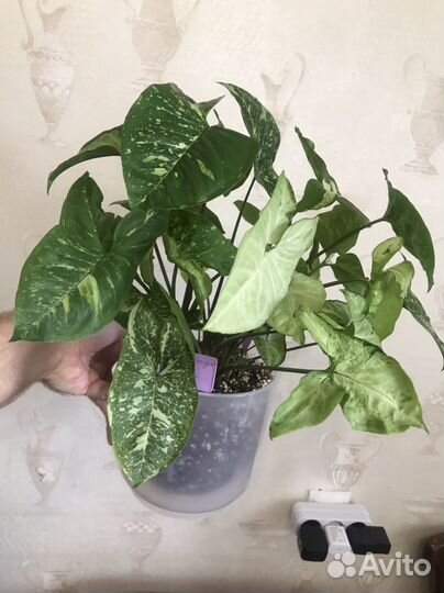 Сингониум panda