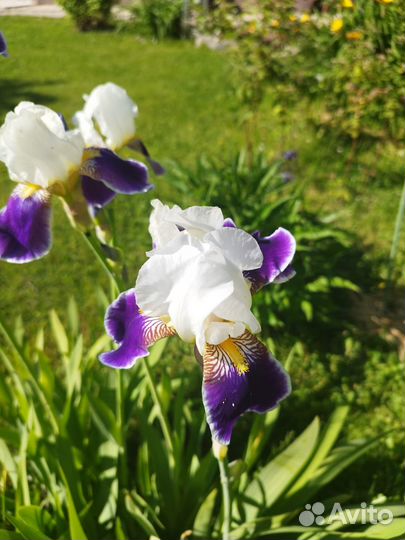 Ирисы бородатые