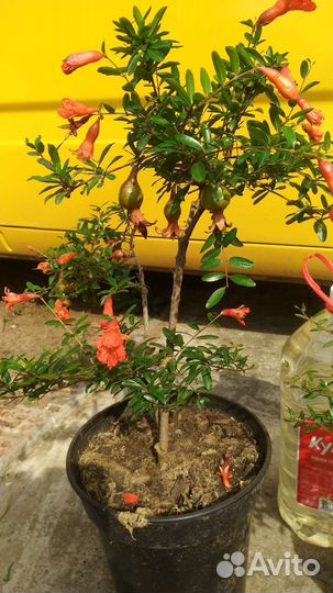 Гранат комнатный