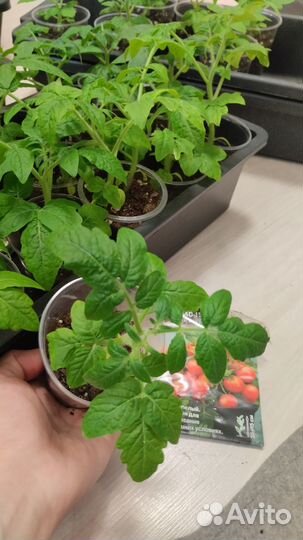 Рассада черри помидор крепкая, закаленная