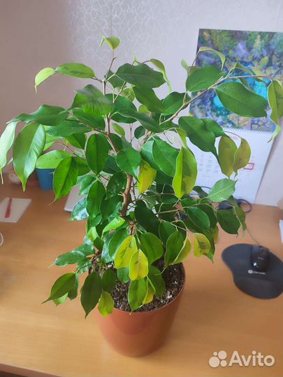 Фикус Бенджамина