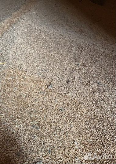 Кормовая пшеница, Рожь озимая на корм/посев