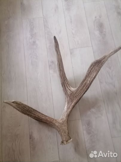 Продам рога лося
