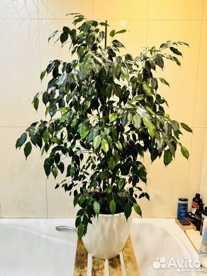 Фикус бенджамина