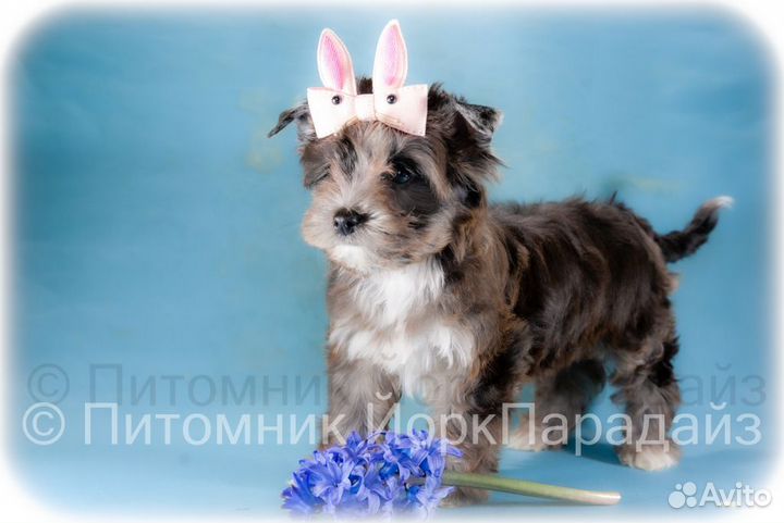 Щенки цветного йорка