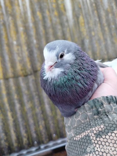 Продажа голубей