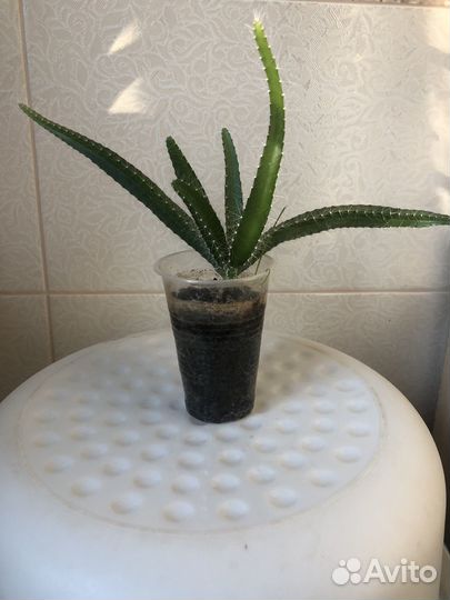 Питахайя красная