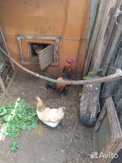 Породистые куры, цыплята и инкубационные яйцо