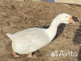 Гусь+гусыня