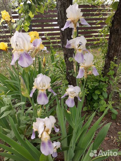 Ирисы сортовые