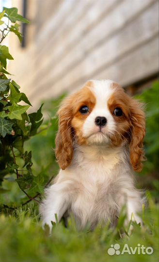 Мальчик Кавалер Кинг Чарльз спаниель