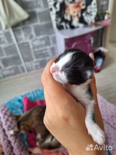 Отдам котят в добрые руки