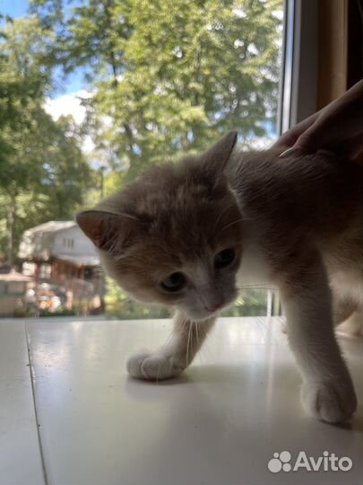 Рыжий котенок