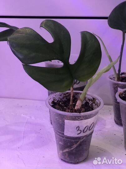 Монстера минима / рафидофора тетрасперма