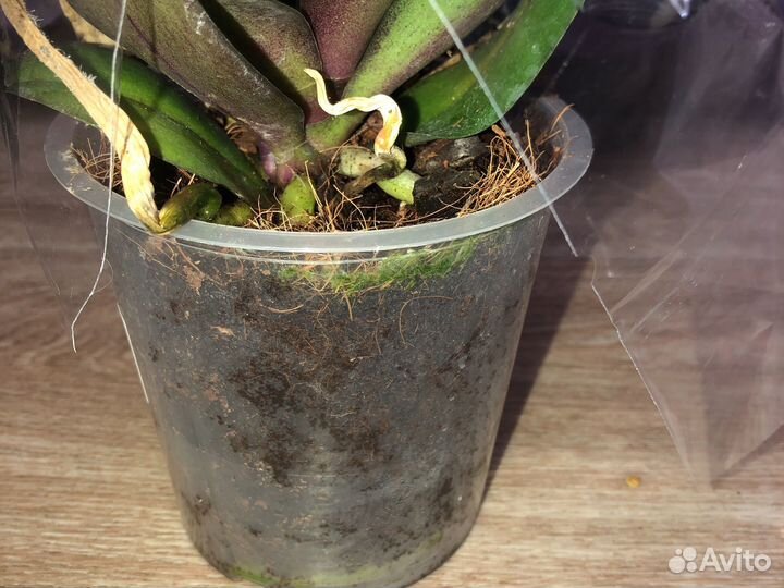 Орхидея фаленопсис