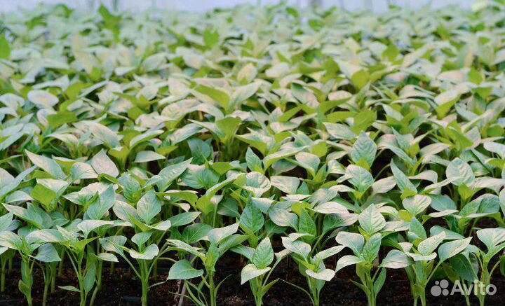 Рассада, астра, портулак, петуния, бархатцы