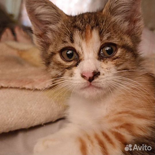 Котята в добрые руки. Девочки, возраст 3 меяца