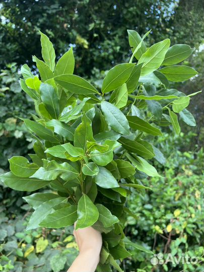 Лавровый веник