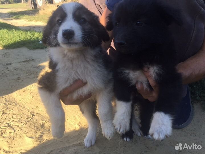 Щенки в дар