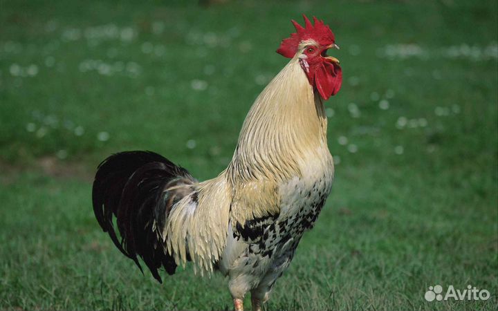 Петух