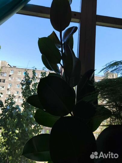 Фикус (2 метра)