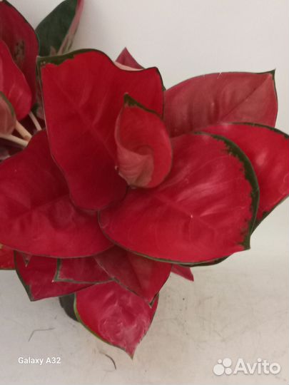 Аглаонема ред стар