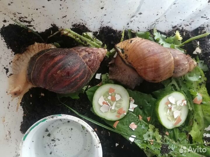 Ахатины улитки малыши