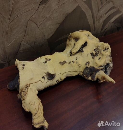 Мангровое дерево коряга в аквариум