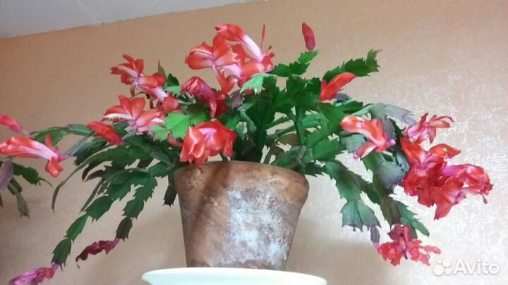 Комнатные цветы