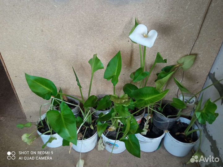 Цветы Каллы