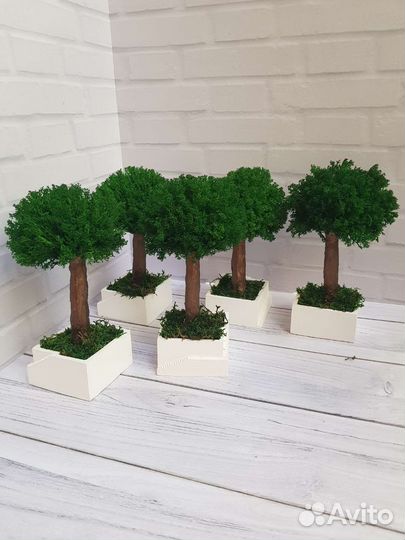 Бонсай из мха